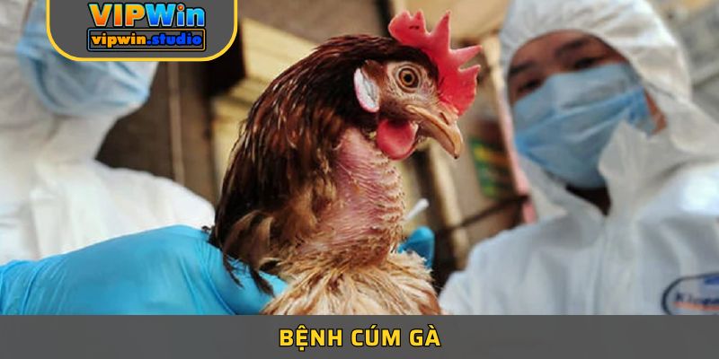 Bệnh Cúm Gà - Cúm Gia Cầm Nguy Hại Ảnh Hưởng Đến Sức Khỏe
