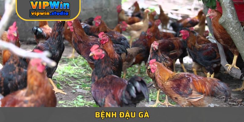 Bệnh Đậu Gà Và Cách Điều Trị Giúp Gia Cầm Luôn Khỏe Mạnh